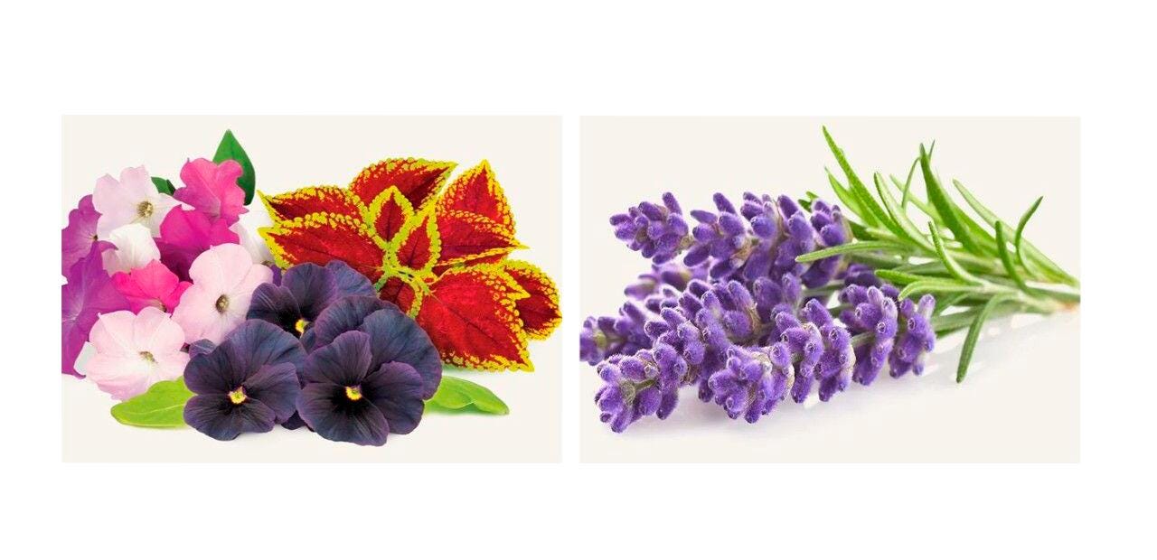 FullCircle26 Flower Project Pod Bundle