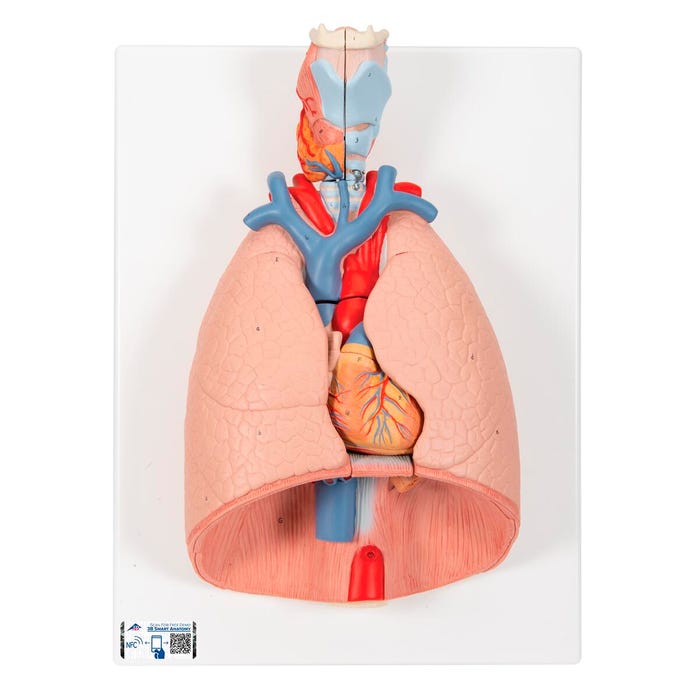 3B Scientific Life Size Lung Model with Larynx