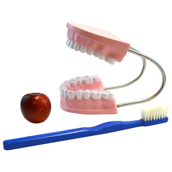 Eisco Labs Oversized Dental Care Model with Tooth Brush