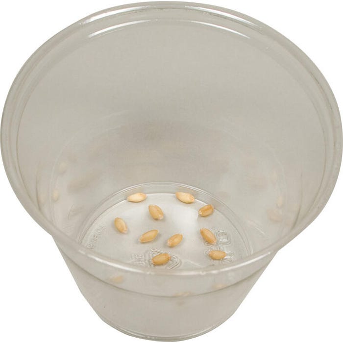 Delta Education Wheat Seeds, 2 Ounces