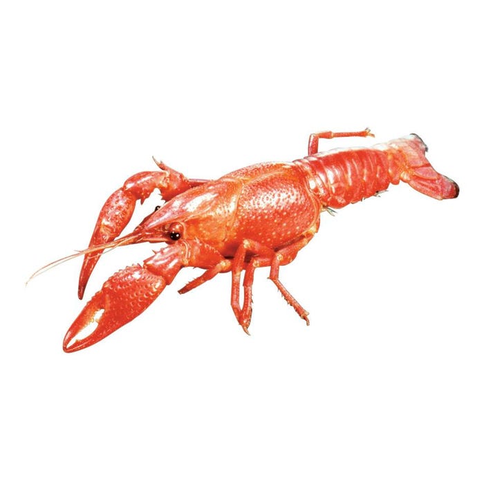 Frey Scientific Choice Preserved Crayfish, 4 to 6 Inches, Wet Pail Pack of 10
