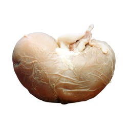 Frey Scientific Choice Preserved Sheep Kidney, Vacuum Sealed