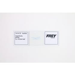 Frey Scientific Prepared Microscope Slide, Ligustrum Privet TS of Dicot Leaf 1414175
