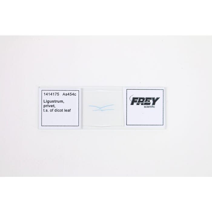 Frey Scientific Prepared Microscope Slide, Ligustrum Privet TS of Dicot Leaf