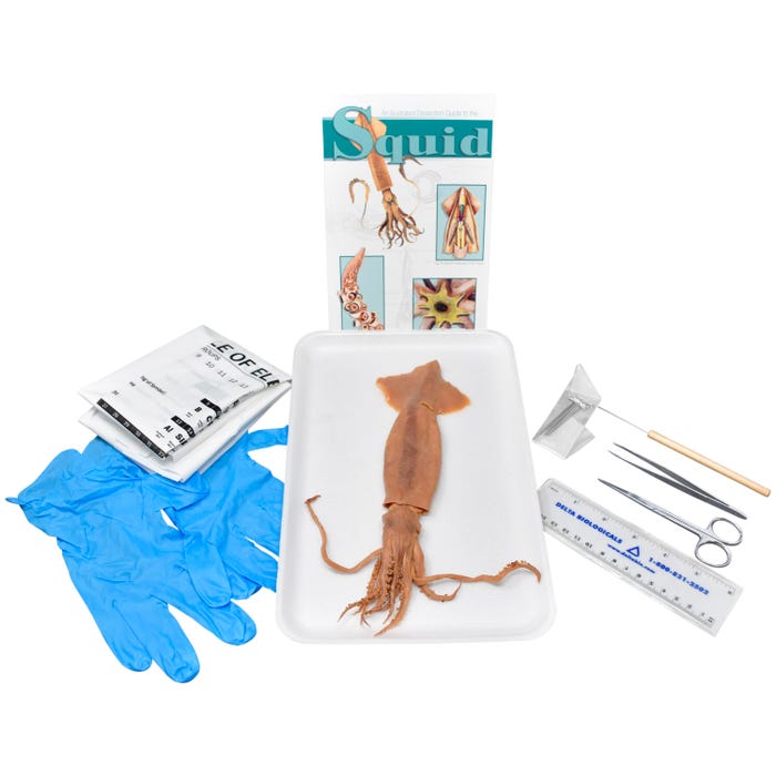 Frey Scientific Choice Preserved Squid Dissection Kit with Dissection Tools, 8+ Inches