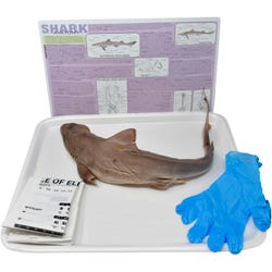 Frey Choice Dissection Kit - Shark (DBL) without Dissection Tools, Item Number 2041260