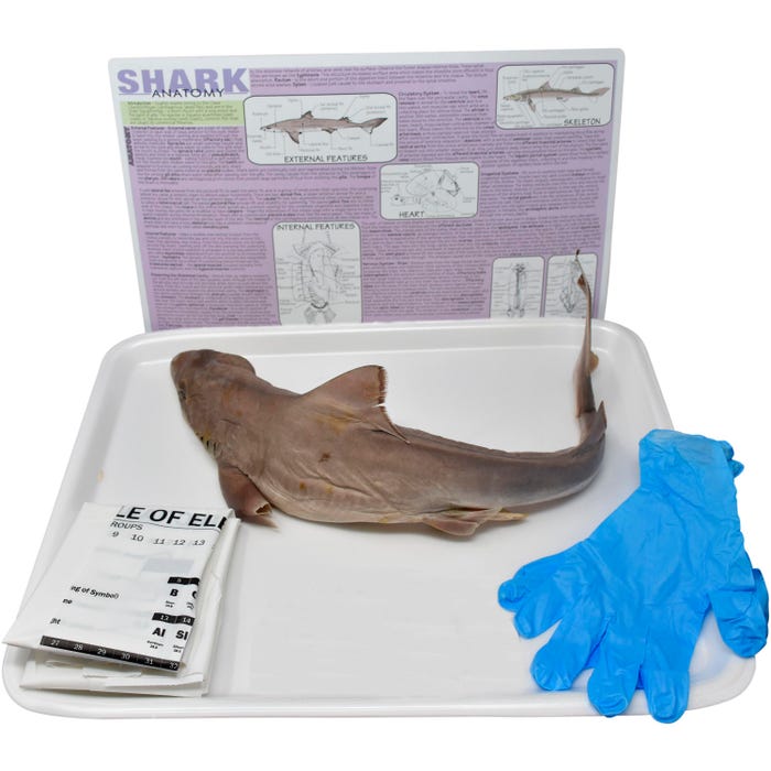 Frey Scientific Choice Preserved Shark Dissection Kit without Dissection Tools, Double Injected, 22 Plus Inches