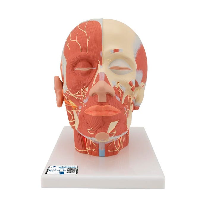 3B Scientific Musculature Human Head with Nerves Model