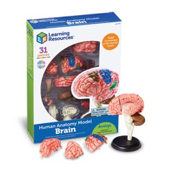 Image for Learning Resources Brain Anatomy Model, 31 Pieces from School Specialty