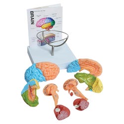 United Scientific 8 Part Human Brain Model with Stand