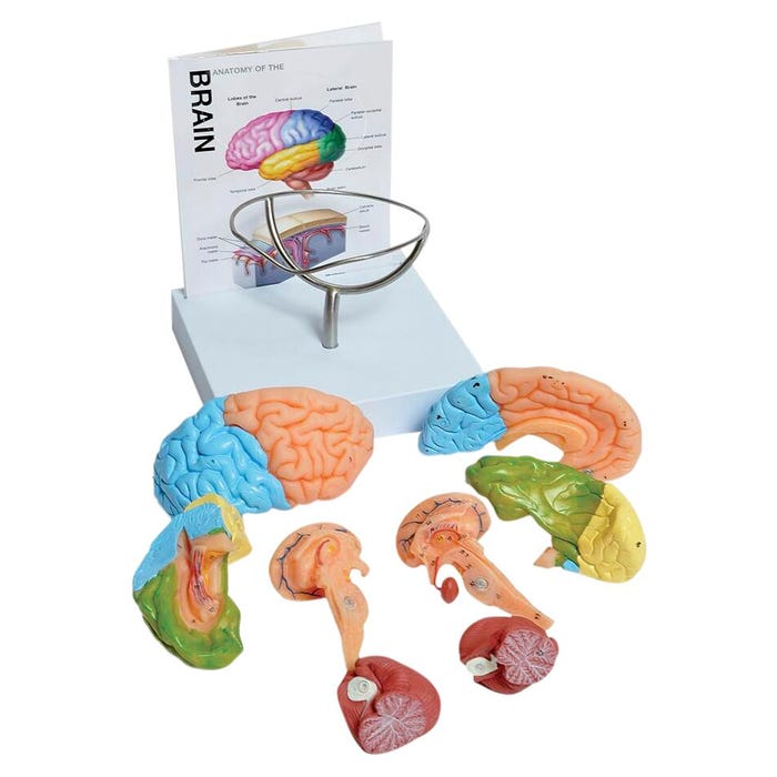 United Scientific 8 Part Human Brain Model with Stand