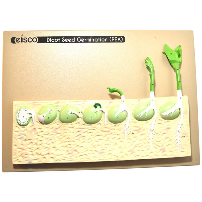 Eisco Labs Model, Seed Germination Model (Pea) on Base, 14 Inches
