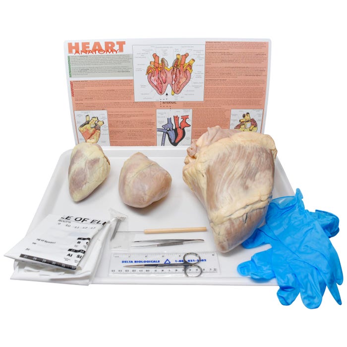Frey Scientific Choice Mammalian Hearts Anatomy Dissection Kit with Dissection Tools