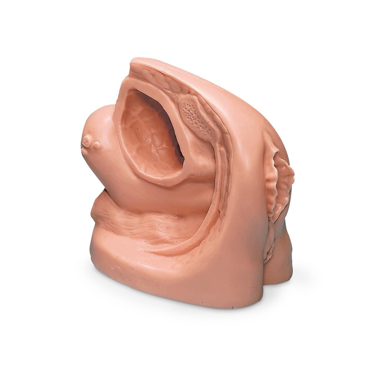 Life/form® Female Catheter Model