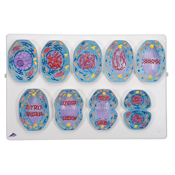 3B Scientific Mitosis Model, 9 Phase