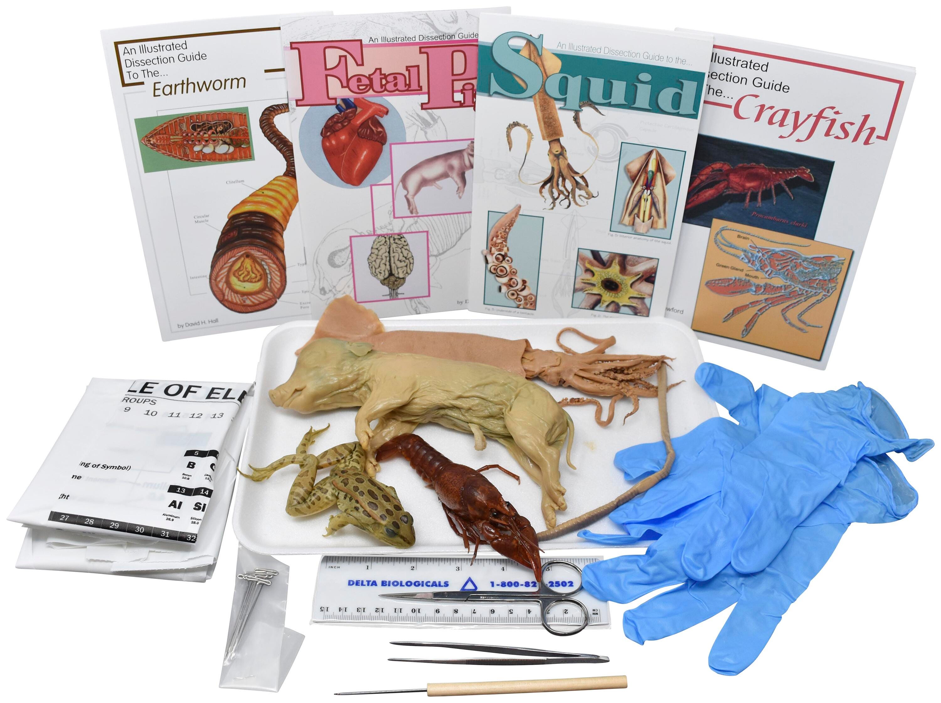 Frey Choice Dissection Kit - Comparative Circulatory System with Dissection Tools, Item Number 2041262
