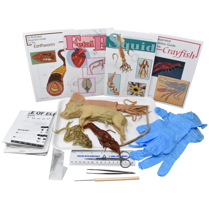 Frey Scientific Choice Circulatory System Anatomy Dissection Kit with Dissection Tools