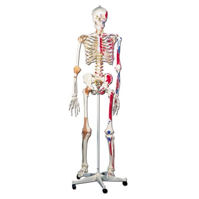 3B Scientific Human Skeleton Model with Muscles and Ligaments, Pelvic Mounted