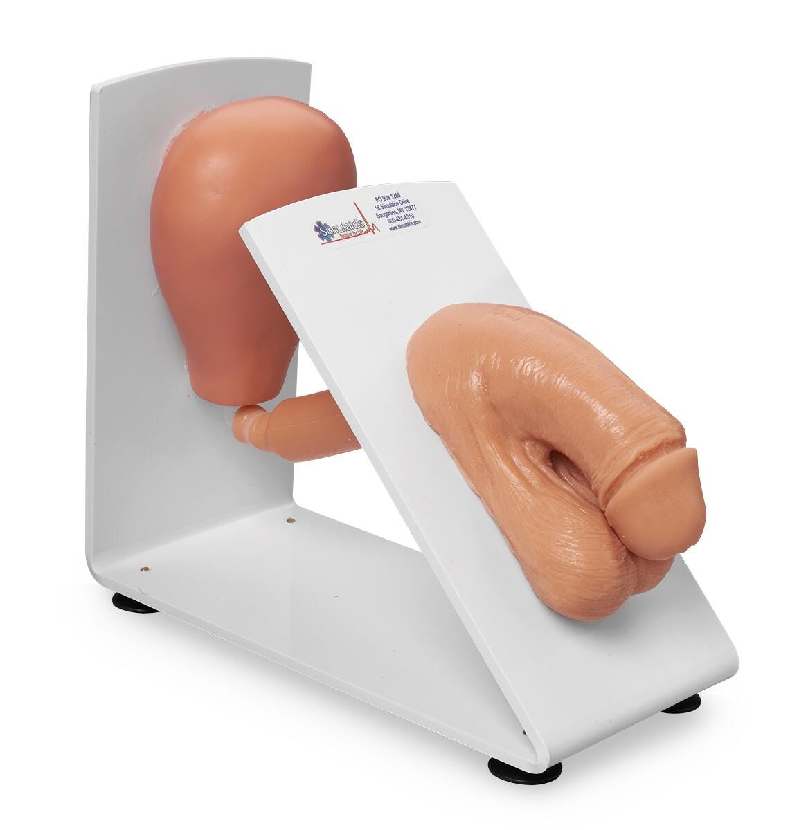Male Catheterization Training Model