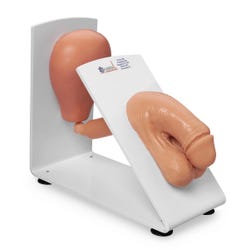 Male Catheterization Training Model