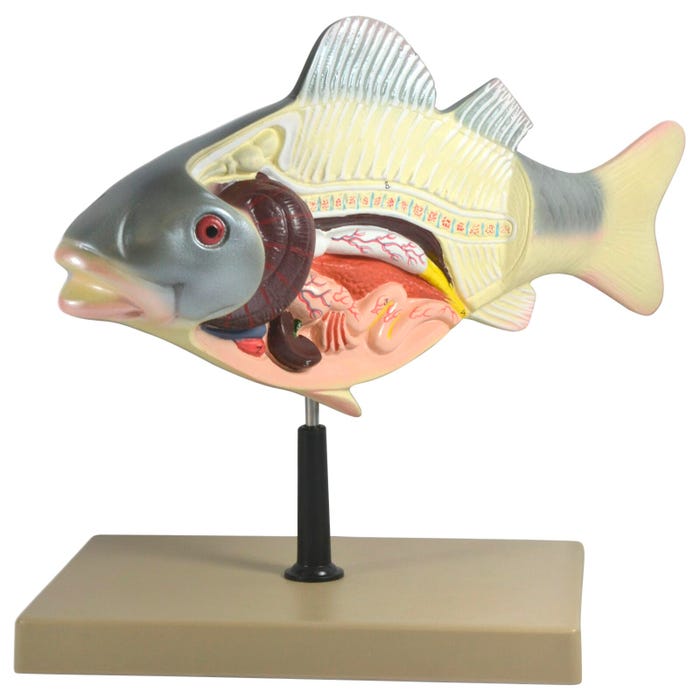 Eisco Labs 3D Fish Dissection Model
