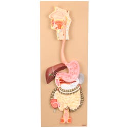 Eisco Labs Human Digestive System Model, 2 Parts