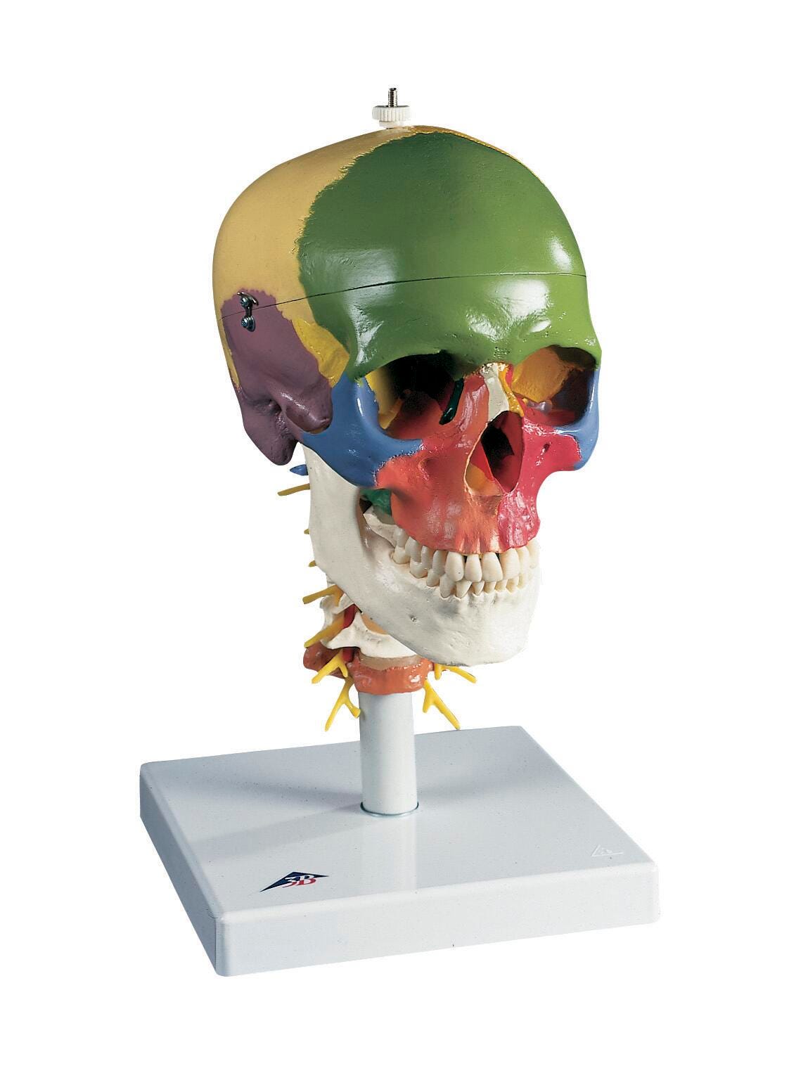 Lab and Anatomical Models, Item Number 1319463