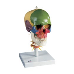 Lab and Anatomical Models, Item Number 1319463