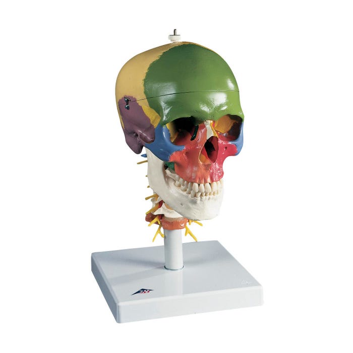 3B Scientific Didactic Human Skull Model on Cervical Spine, 4 Part