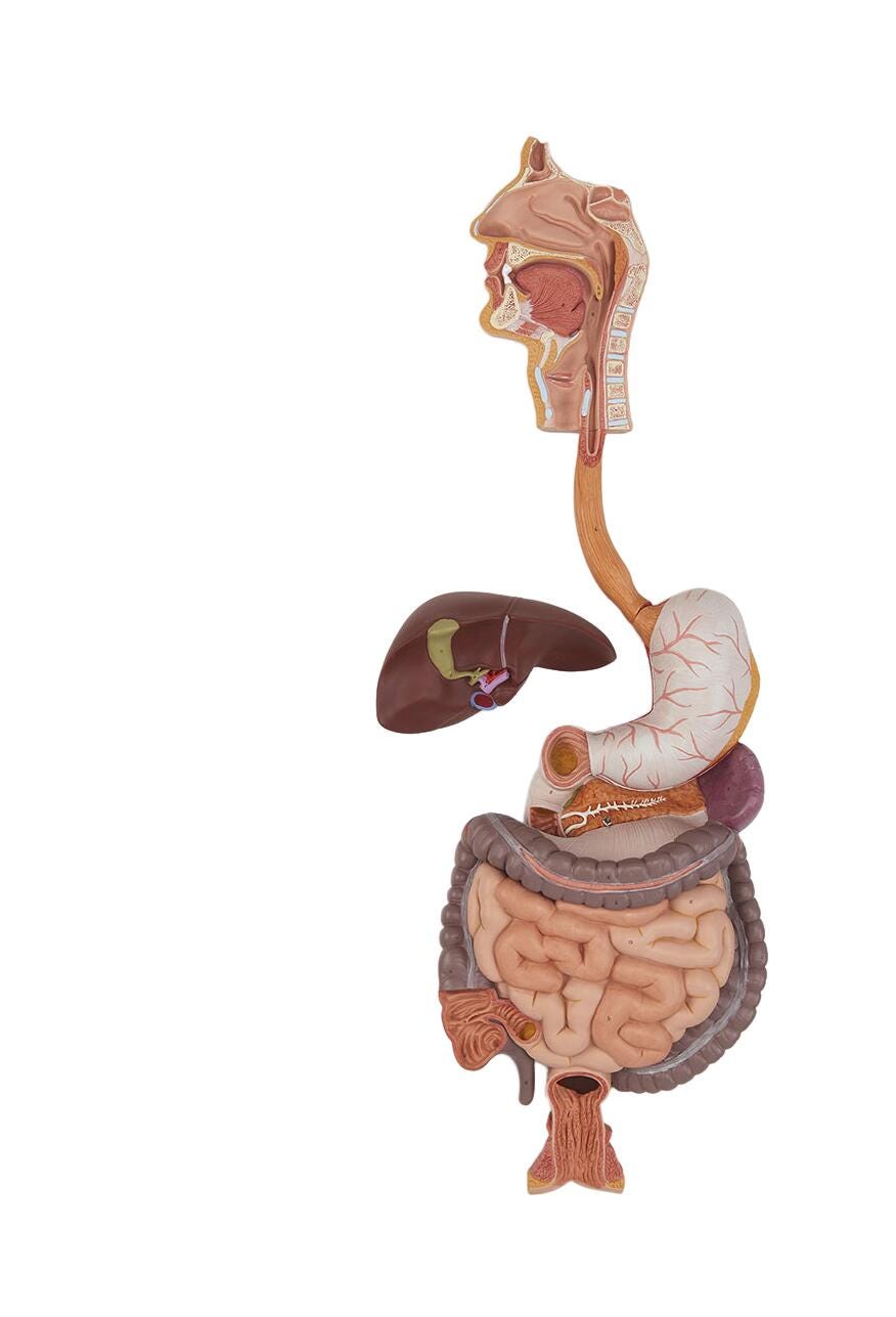 Digestive System Model, 3 Pieces