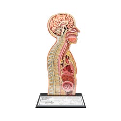 Nasogastric Tube Feeding Model