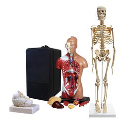 Walter Products Three Anatomy Teacher Bundle, Skeleton / Torso / Brain with Carrying Case