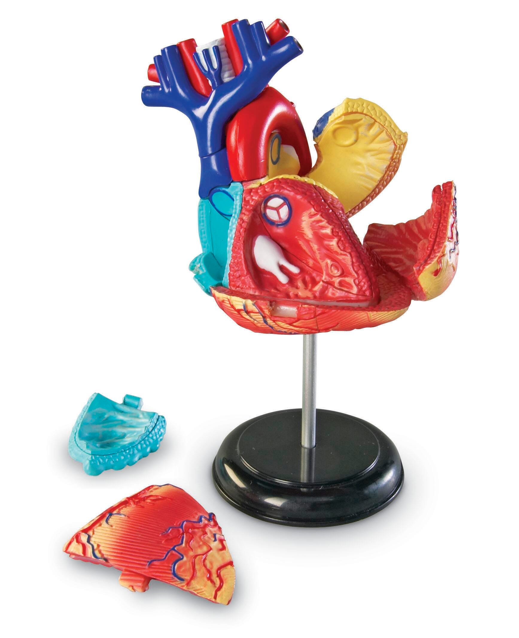 Learning Resources Anatomy Heart Model 1321189
