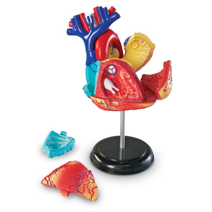Learning Resources Anatomy Heart Model, 29 Pieces