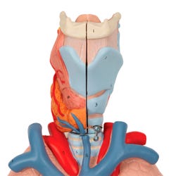 ANGLEIMAGES_FULLIMAGE