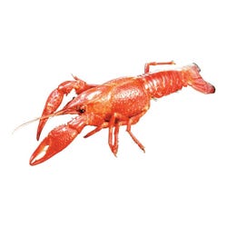 Frey Scientific Choice Preserved Crayfish, Plain Injected, Vacuum Pack of 10, Item Number 572504