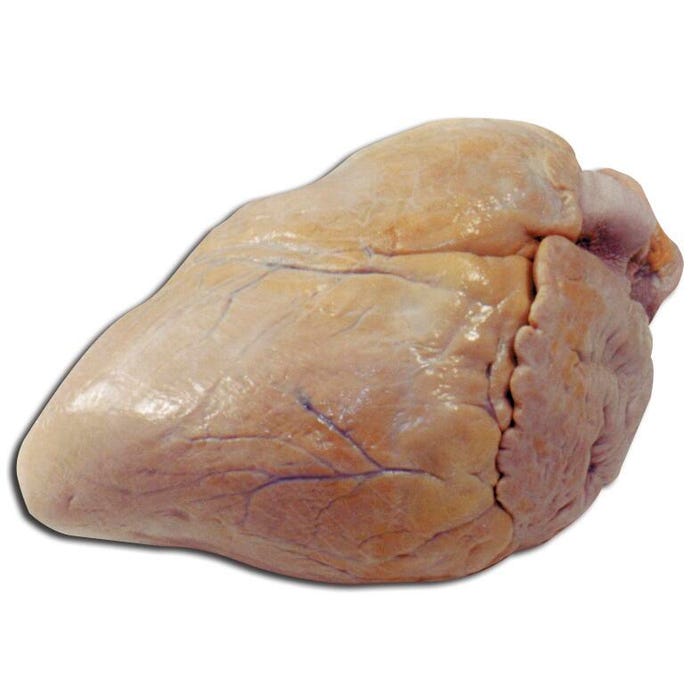 Frey Scientific Choice Preserved Pig Hearts, Vacuum Sealed Pack of 10