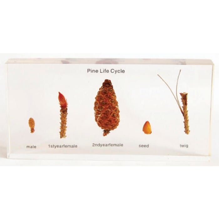 Real Bug Pine Life Cycle Block, 6-1/2 x 3-1/8 x 7/8 Inches