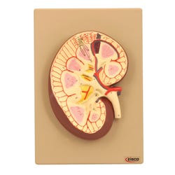 Lab and Anatomical Models, Item Number 1457403