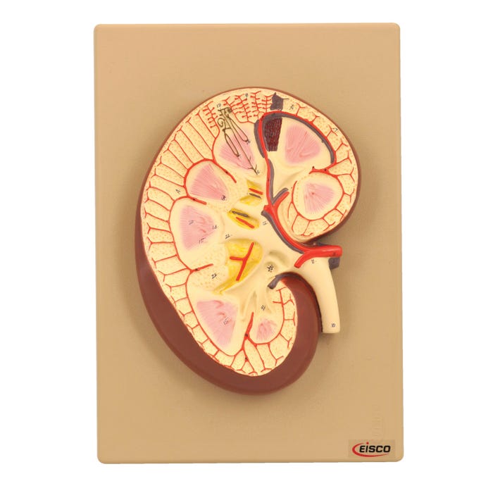 Eisco Human Kidney Model - Longitudinal Section - 3x Life Size
