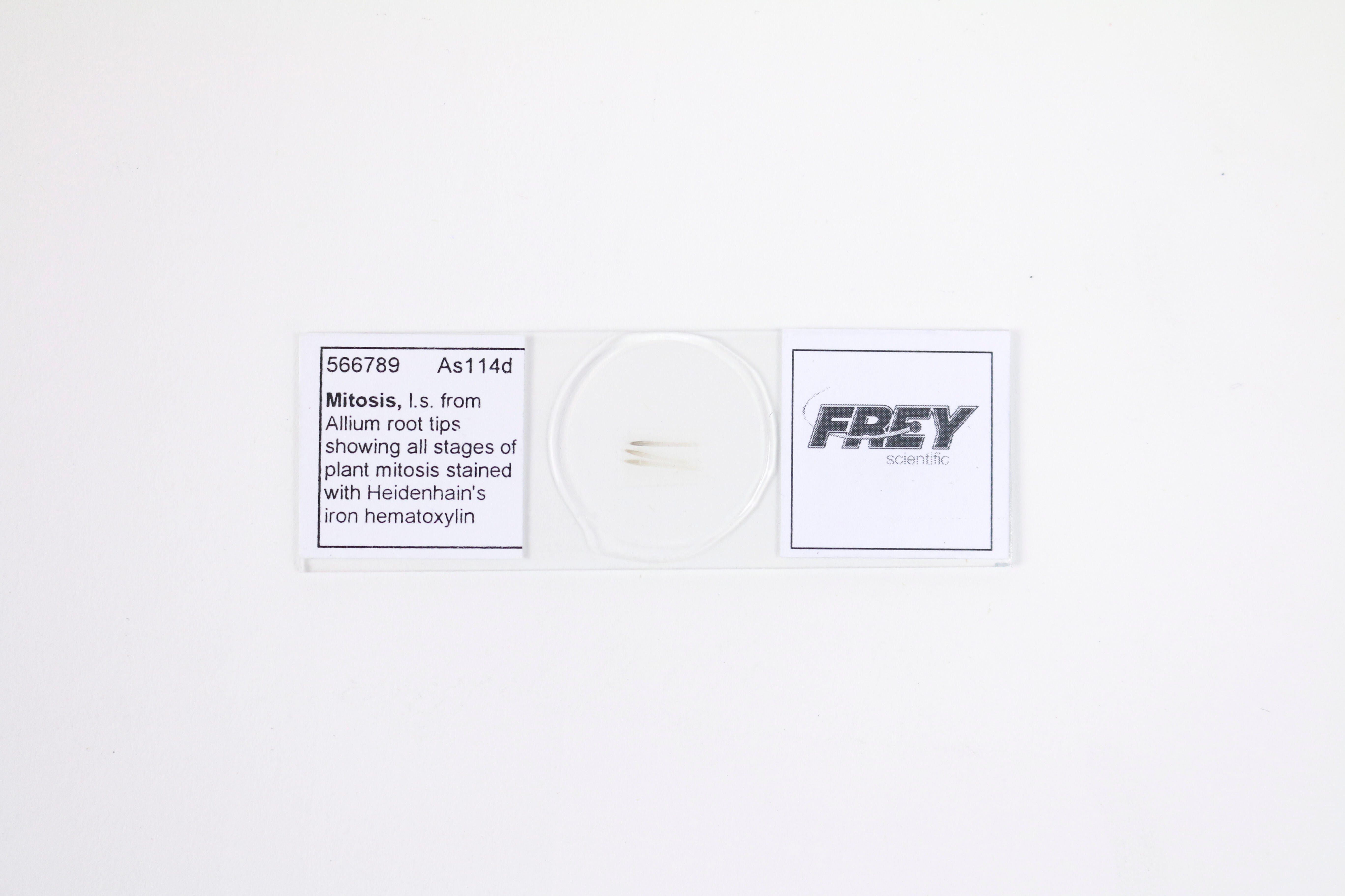 Frey Scientific Prepared Microscope Slide, Mitosis LS from Allium Root 566789