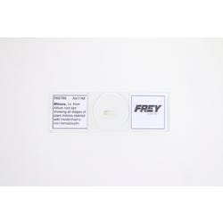 Frey Scientific Prepared Microscope Slide, Mitosis LS from Allium Root 566789