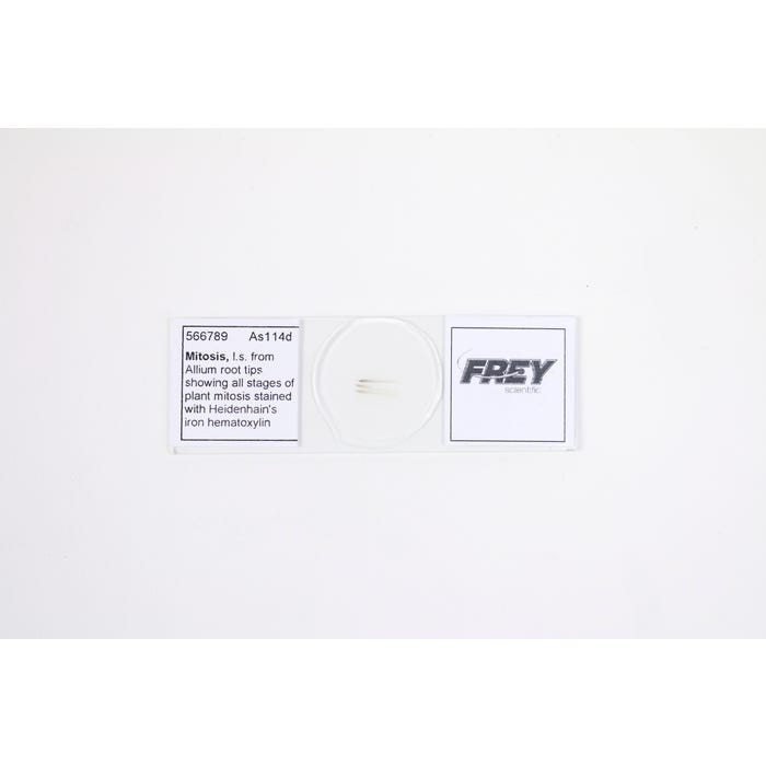 Frey Scientific Prepared Microscope Slide, Mitosis LS from Allium Root