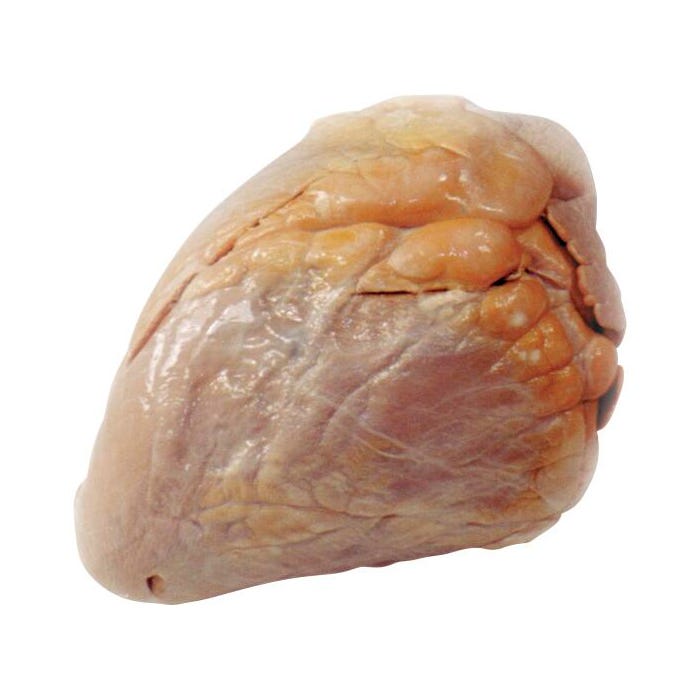Frey Scientific Choice Preserved Cow Heart with Aorta, Pack of 10
