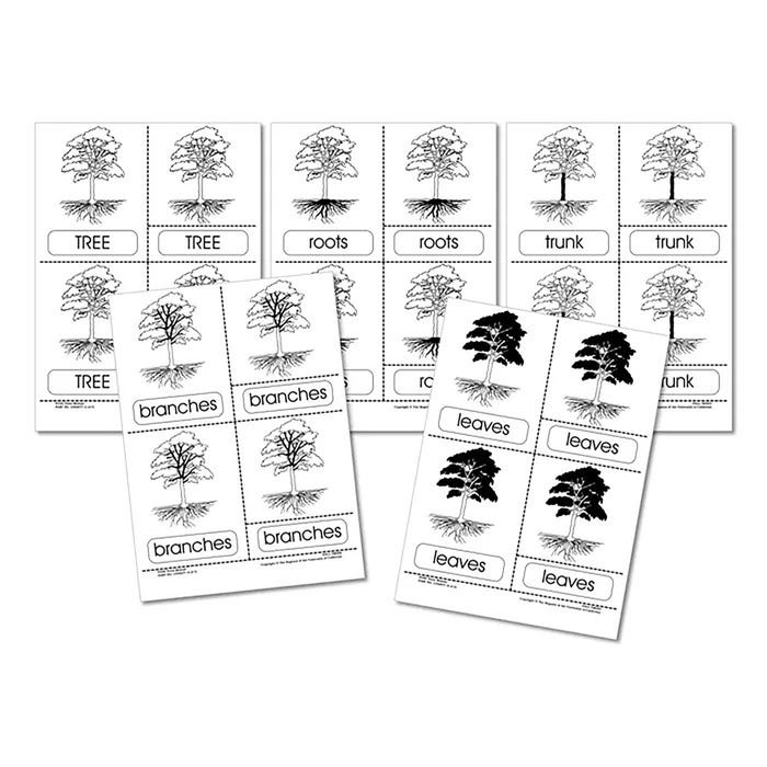 Delta Education Cards, Tree Parts, 12 Sets, 15 Cards per Set
