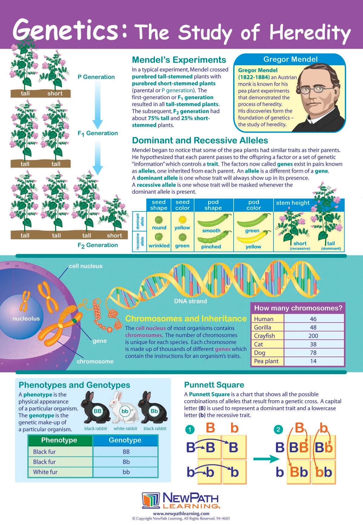 Image for NewPath Learning Genetics: the Study of Heredity Laminated Learning Poster, 23 x 35 Inches from School Specialty