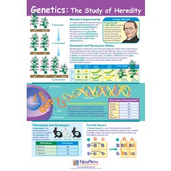 Image for NewPath Learning Genetics: the Study of Heredity Laminated Learning Poster, 23 x 35 Inches from School Specialty