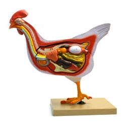 Eisco Labs Scientific Hen Model