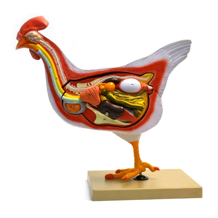 Eisco Labs Scientific Hen Model