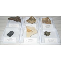 Geoscience Vertebrate Fossil Demonstration Collection, Assorted, Set of 6 060-5769